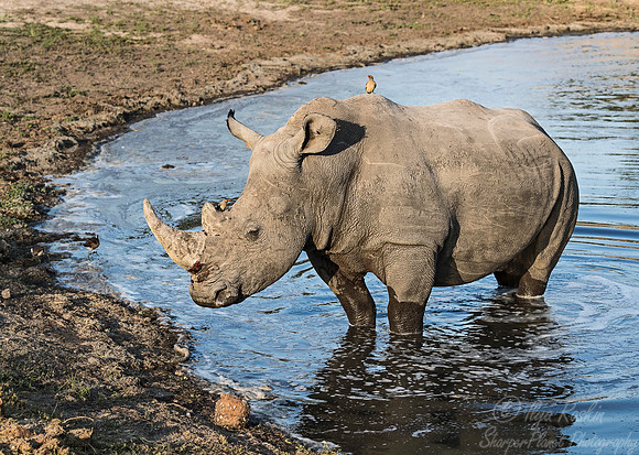 088 White Rhinoceros (Ceratotherium simum) - Sabi Sands South Africa