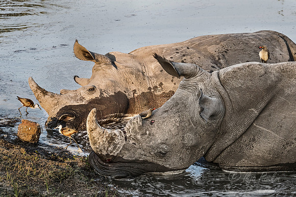 089 White Rhinoceroses (Ceratotherium simum) - Sabi Sands South Africa
