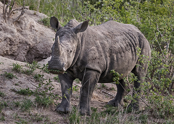 087 White Rhinoceros young (Ceratotherium simum) - Sabi Sands South Africa