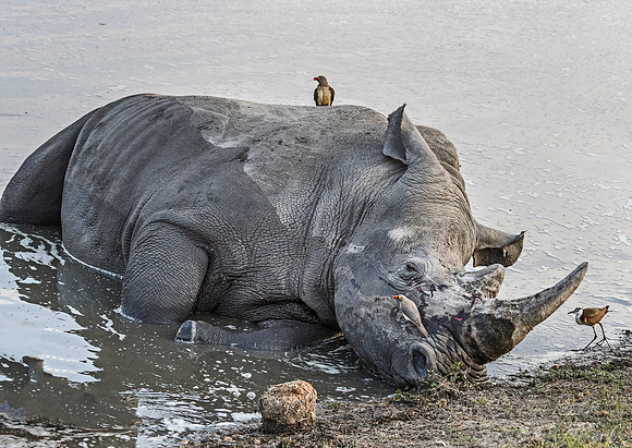090 White Rhinoceros (Ceratotherium simum) - Sabi Sands South Africa