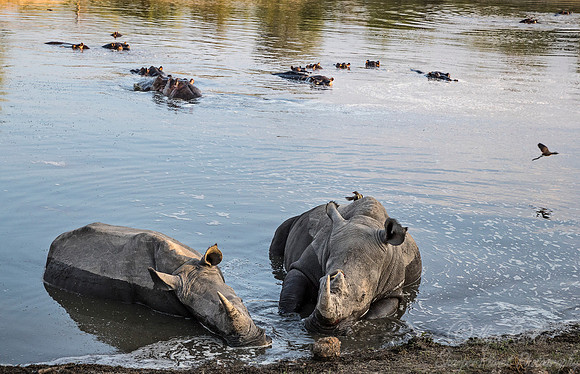 091 White Rhinoceroses (Ceratotherium simum) - Sabi Sands South Africa