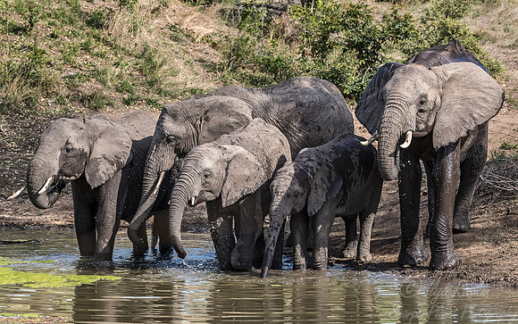 059 African Elephants (Loxodonta africana) - Sabi Sands South Africa