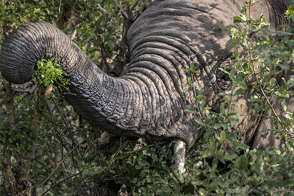 056 African Elephant (Loxodonta africana) - Sabi Sands South Africa