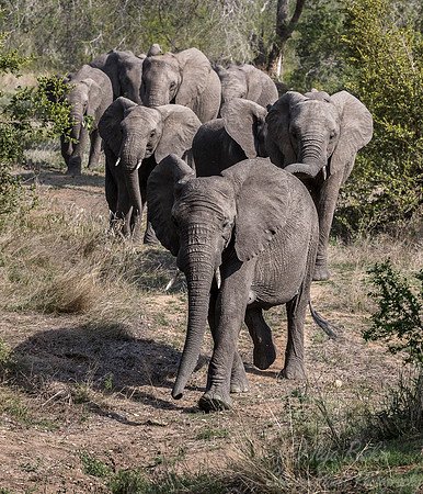 058 African Elephants (Loxodonta africana) - Sabi Sands South Africa