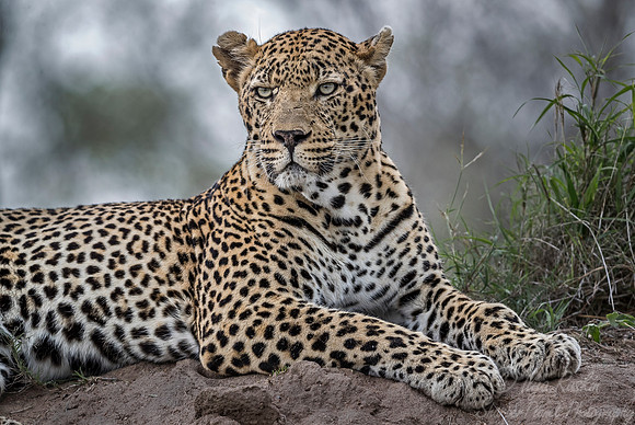 089 Leopard (Panthera pardus) - Sabi Sands South Africa