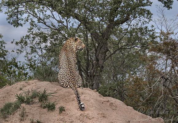 090 Leopard (Panthera pardus) - Sabi Sands South Africa