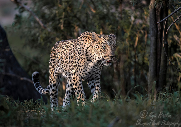 091 Leopard (Panthera pardus) - Sabi Sands South Africa