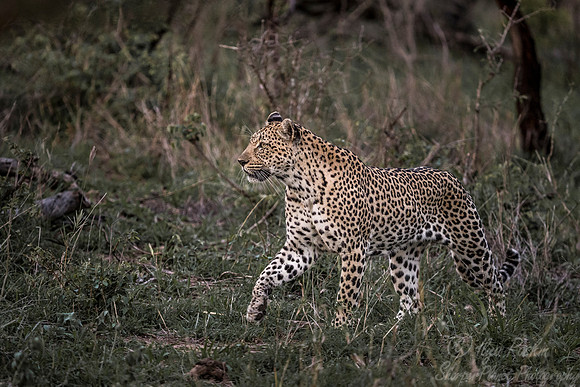 093 Leopard (Panthera pardus) - Sabi Sands South Africa