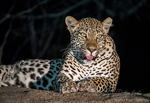 095 Leopard (Panthera pardus) - Sabi Sands South Africa