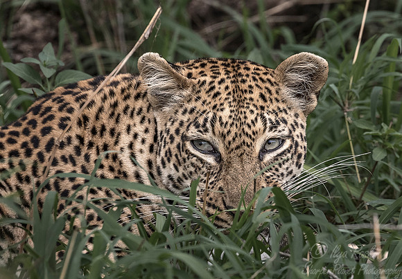 098 Leopard (Panthera pardus) - Sabi Sands South Africa