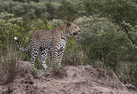 099 Leopard (Panthera pardus) - Sabi Sands South Africa