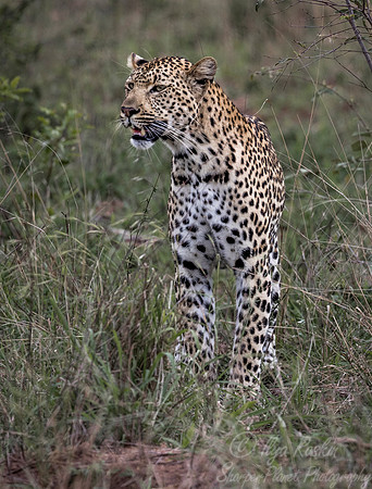 100 Leopard (Panthera pardus) - Sabi Sands South Africa