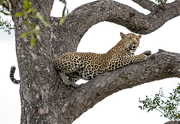 101 Leopard (Panthera pardus) - Sabi Sands South Africa