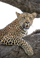2017 South Africa Animals