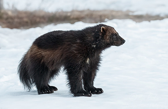 226 Wolverine (Gulo gulo) - Finland