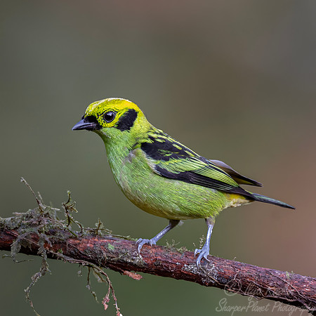 678 Emerald tanager (Tangara florida) - Ecuador