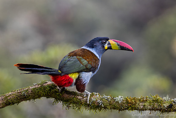 605 Grey-breasted mountain toucan (Andigena hypoglauca) - Colombia cloud forest