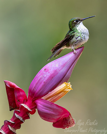 462 White-booted racket-tail female (Ocreatus underwoodii) - Colombia cloud forest