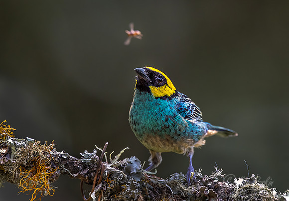 548 Saffron-crowned tanager (Tangara xanthocephala) - Colombia cloud forest