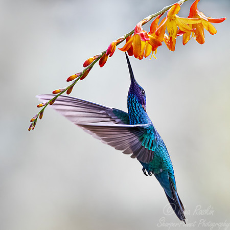 476 Sparkling violetear (Colibri coruscans) - Colombia cloud forest
