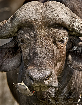 058_Cape Buffalo_Tanzania