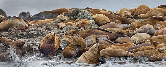 070 Steller Sea Lions (Eumetopias jubatus) AK