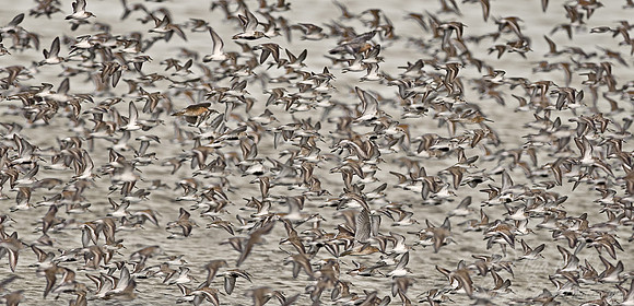 050 Flying Shorebirds - DE