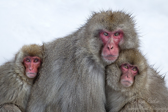 047 Japanese macaques (Snow monkeys)(Macaca fuscata) - Nagano Japan
