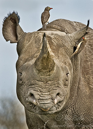 047_Black Rhinoceros_South Afirca