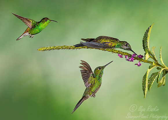 055 Green-crowned Brilliant males (Heliodoxa jacula) and  Coppery-headed Emerald (Elvira cupreiceps) - Costa Rica