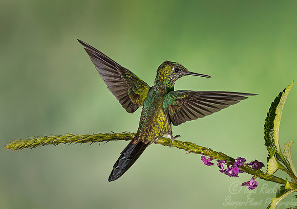 058 Green-crowned Brilliant Hummingbird male (Heliodoxa jacula) - Costa Rica