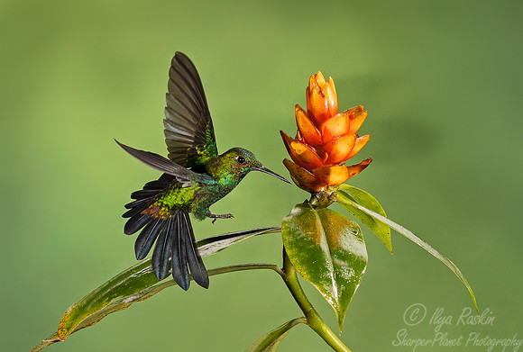 057 Green-crowned Brilliant Hummingbird male (Heliodoxa jacula) - Costa Rica