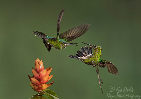 059 Green-crowned Brilliant Hummingbirds females (Heliodoxa jacula) - Costa Rica