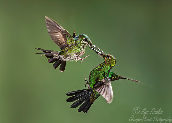 060 Green-crowned Brilliant Hummingbirds male and female (Heliodoxa jacula) - Costa Rica