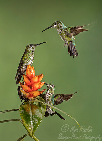 061 Green-crowned Brilliant Hummingbirds females (Heliodoxa jacula) - Costa Rica
