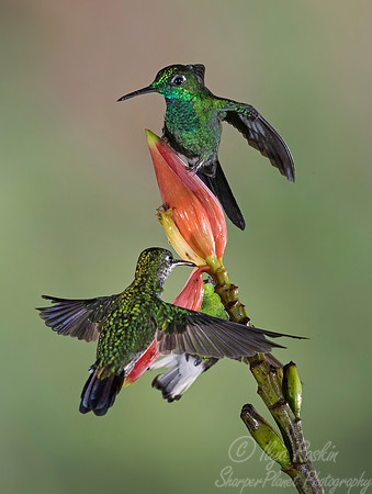 063 Green-crowned Brilliant  Hummingbirds male and female (Heliodoxa jacula) - Costa Rica