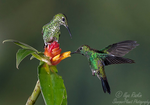 064 Green-crowned Brilliant  Hummingbirds (Heliodoxa jacula) - Costa Rica