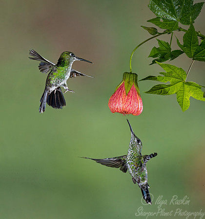 065 Green-crowned Brilliant  Hummingbirds (Heliodoxa jacula) - Costa Rica
