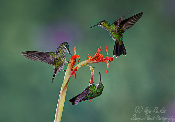 066 Green-crowned Brilliant  Hummingbirds (Heliodoxa jacula) - Costa Rica