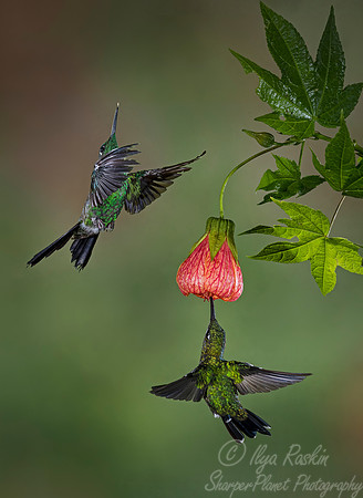 067 Green-crowned Brilliant  Hummingbirds (Heliodoxa jacula) - Costa Rica