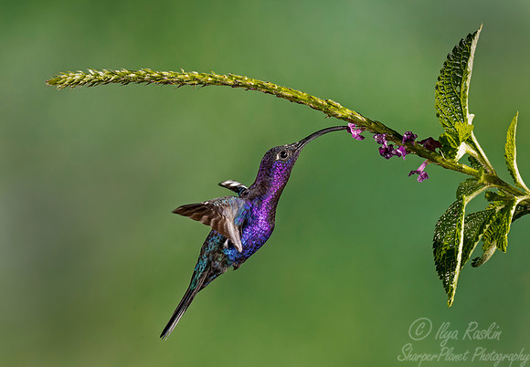 068 Violet Sabrewing (Campylopterus hemileucurus) - Costa Rica