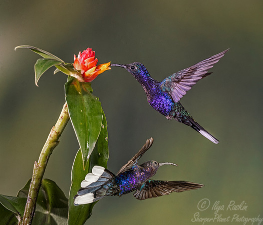 069 Violet Sabrewings (Campylopterus hemileucurus) - Costa Rica