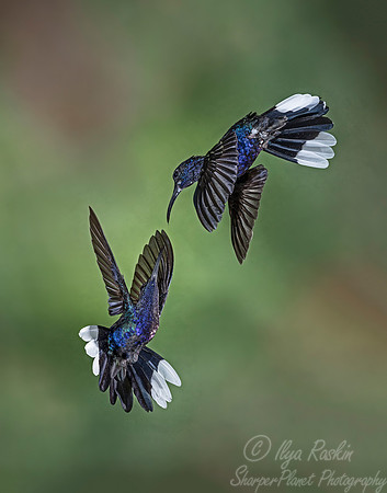 071 Violet Sabrewings (Campylopterus hemileucurus) - Costa Rica