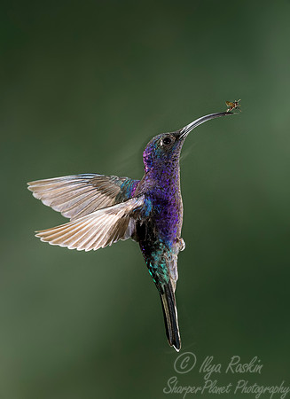 072 Violet Sabrewing (Campylopterus hemileucurus) - Costa Rica