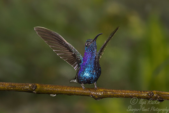 073 Violet Sabrewing (Campylopterus hemileucurus) - Costa Rica
