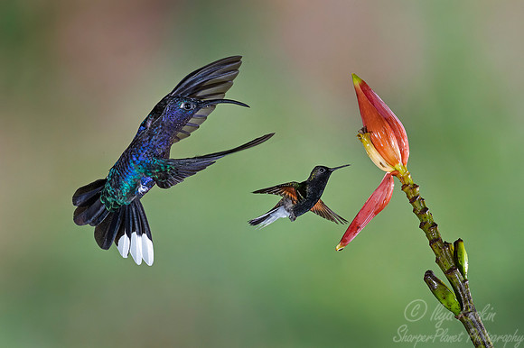 074  Violet Sabrewings (Campylopterus hemileucurus) and Black-bellied Hummingbird (Eupherusa nigriventris) - Costa Rica