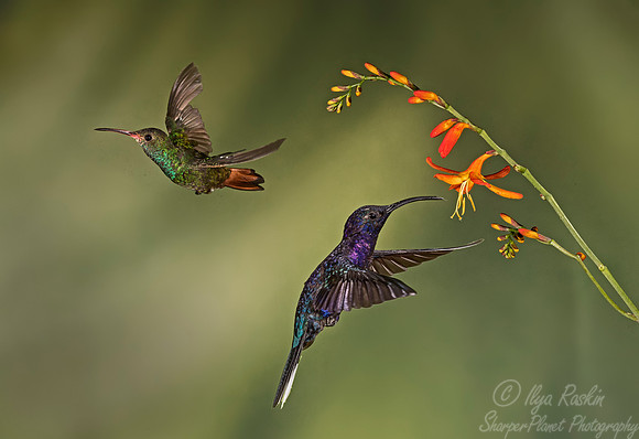 075 Violet Sabrewings (Campylopterus hemileucurus) and Rufous-tailed Hummingbird (Amazilia tzacatl) - Costa Rica
