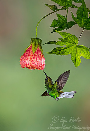 077 Coppery-headed Emerald male (Elvira cupreiceps) - Costa Rica