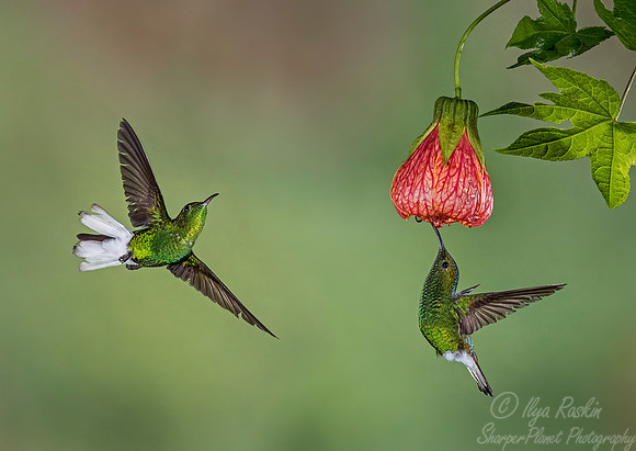 080 Coppery-headed Emeralds males (Elvira cupreiceps) - Costa Rica