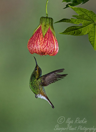 081 Coppery-headed Emeralds male (Elvira cupreiceps) - Costa Rica
